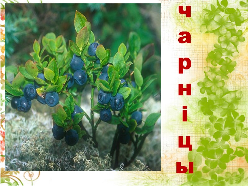 ч а р н і ц ы